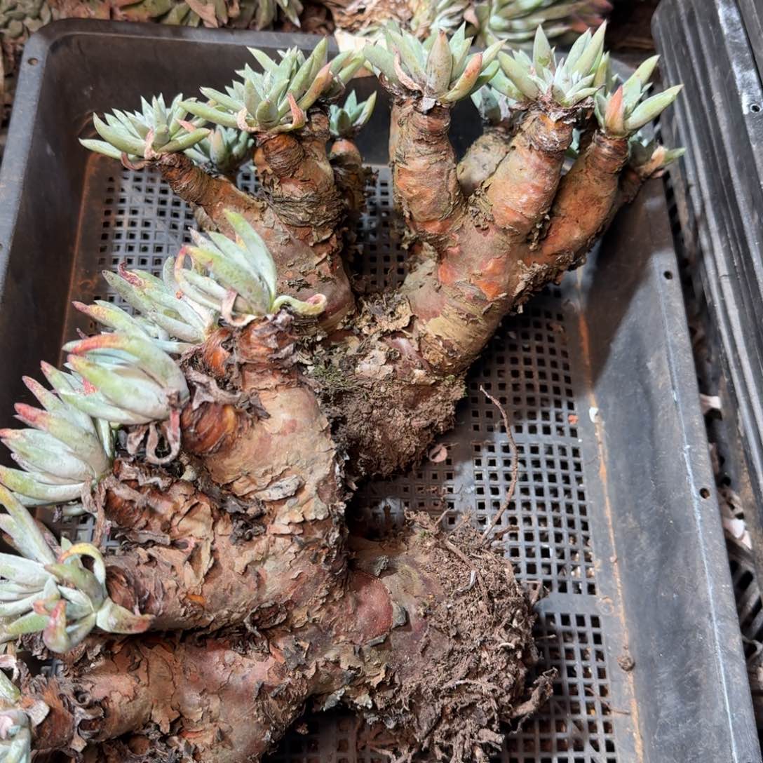 8293瑕疵框拍不售后