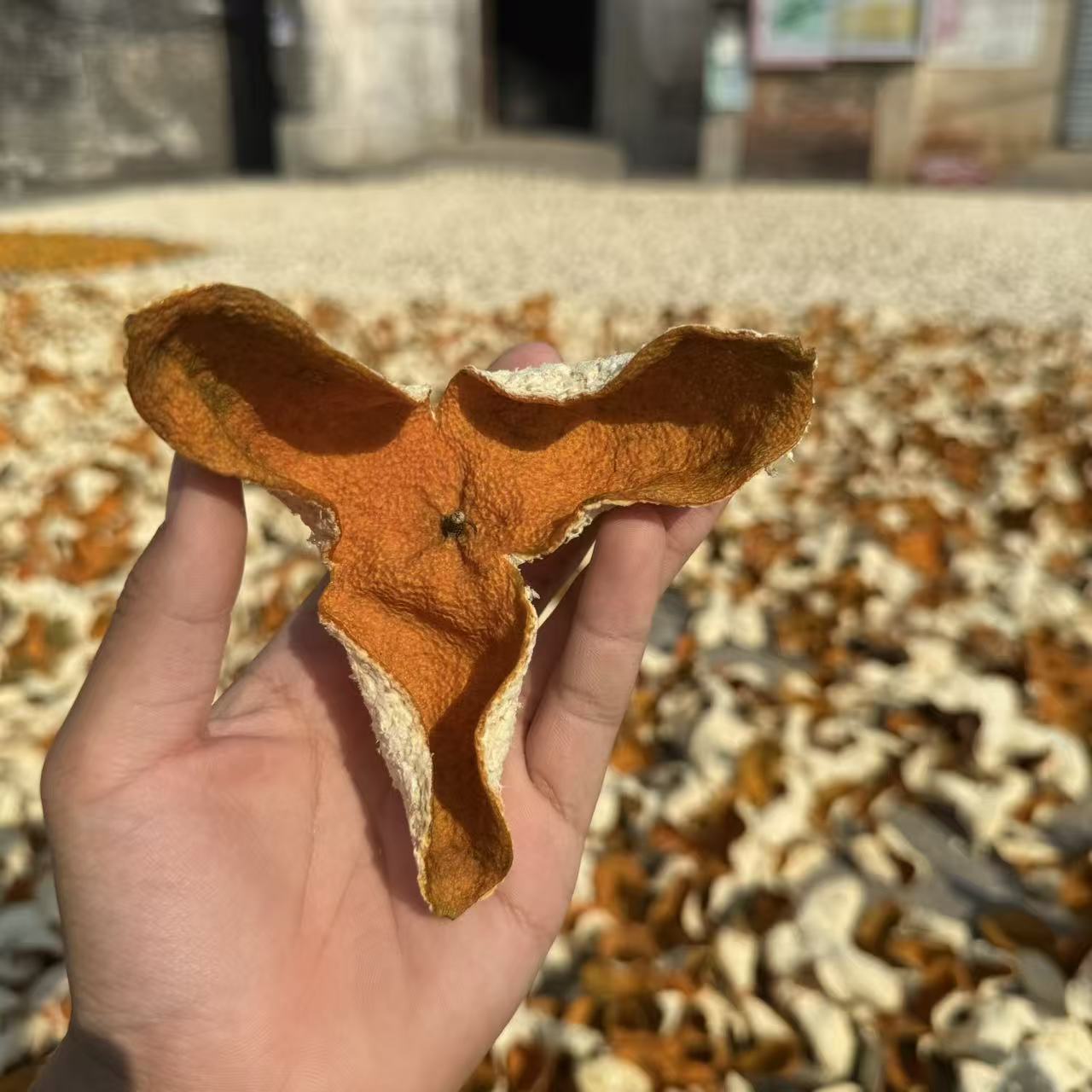 2025年南坦圈枝大红狗腩皮新会陈皮