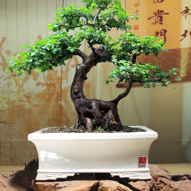 简约冰裂雀梅花盆陶瓷树桩矮霸精品老桩绿植盆栽盆景盆四季常青