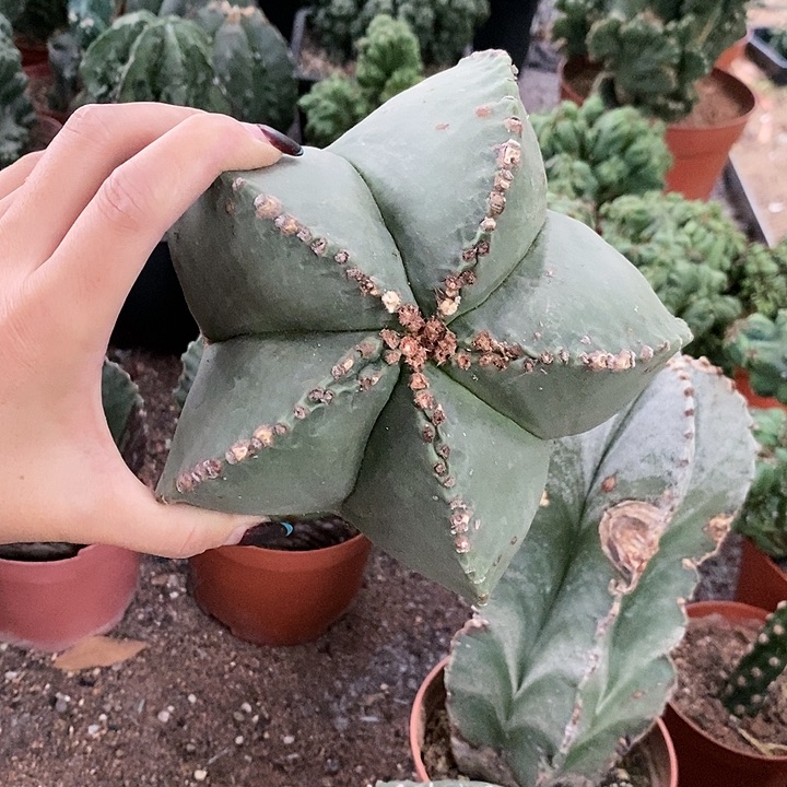 小*?花花草草花花草草