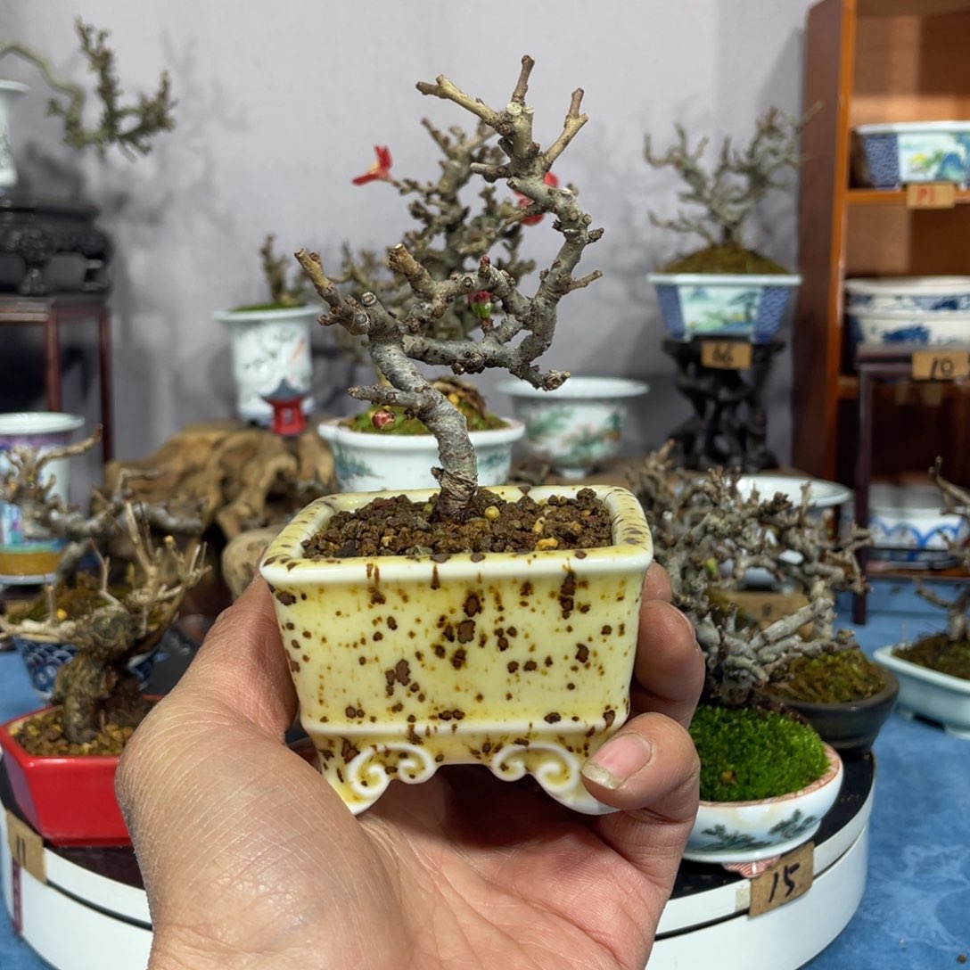 汪***喵无花朵进口红花一号长寿梅