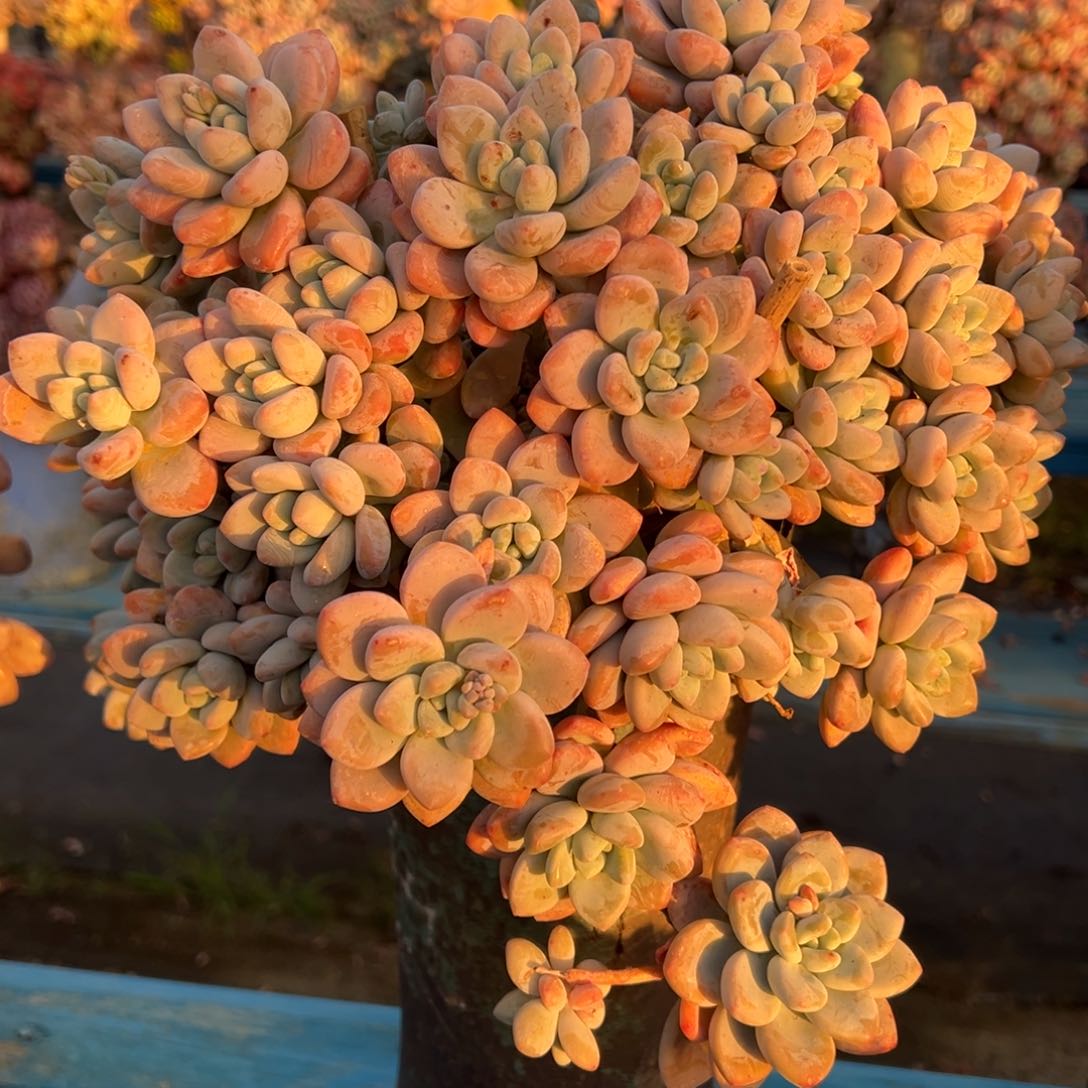 露养老桩洛神加盆