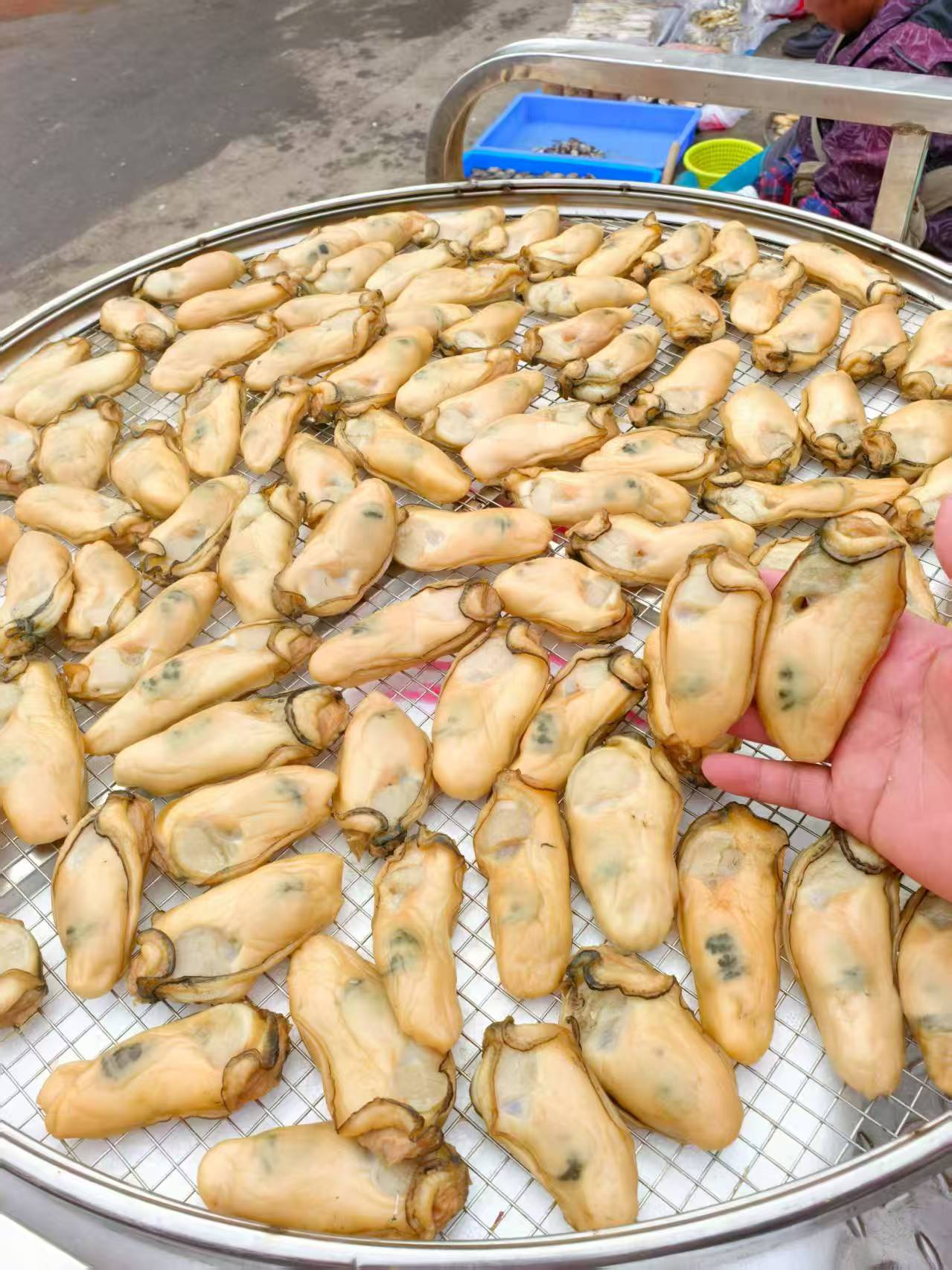 台山本地金蚝（25只到30只左右一斤）