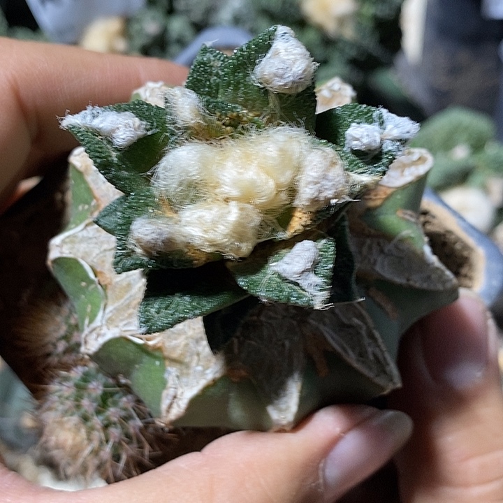 苗接勃士牡丹战损。524号