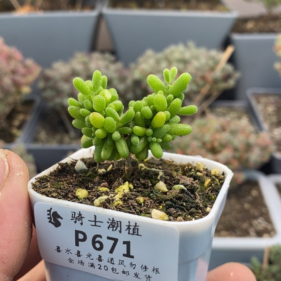 671葡萄米枝干多肉