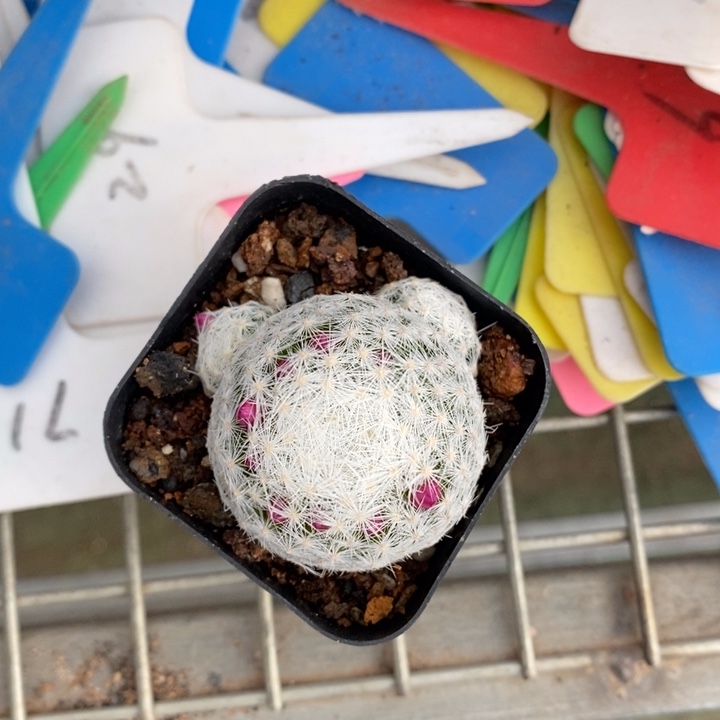 伯克利和格蕾纳的故事都很