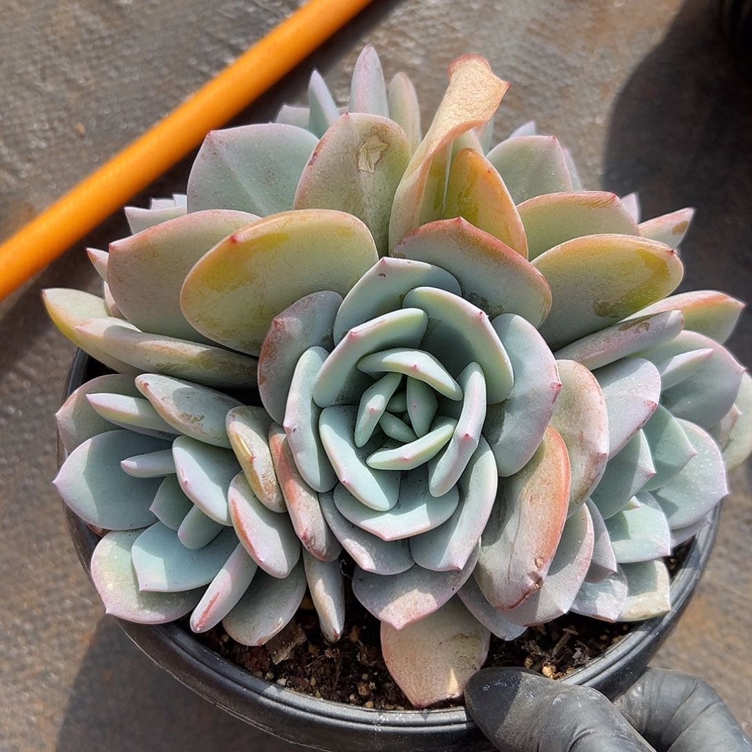 5头韩版奶茶815675999