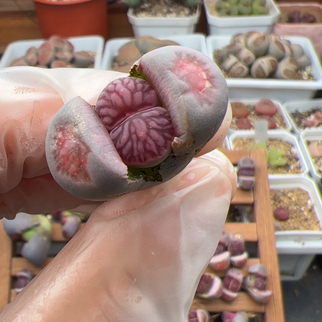 翠*丝0264号 自菊多肉植物