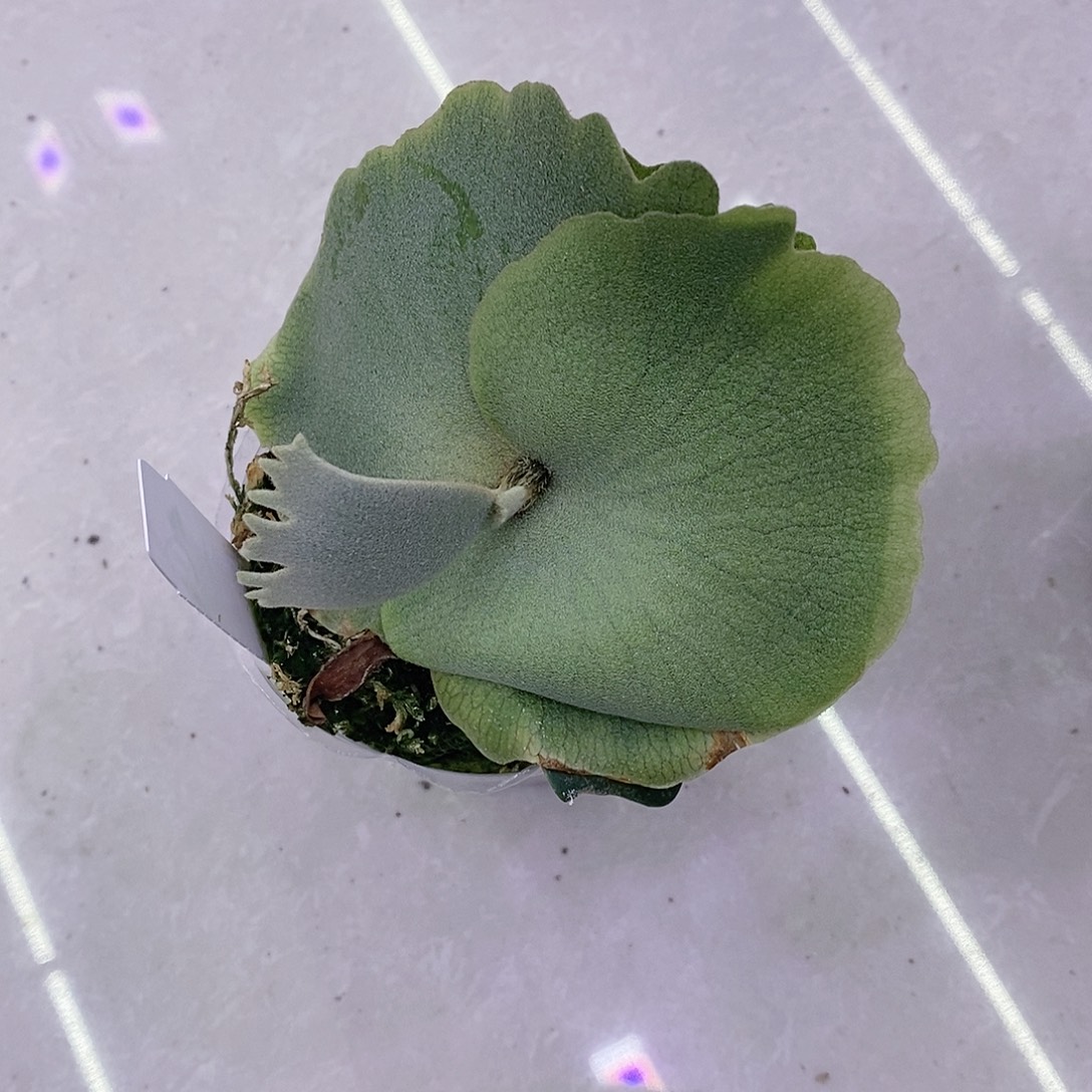 无花朵金童鹿角蕨