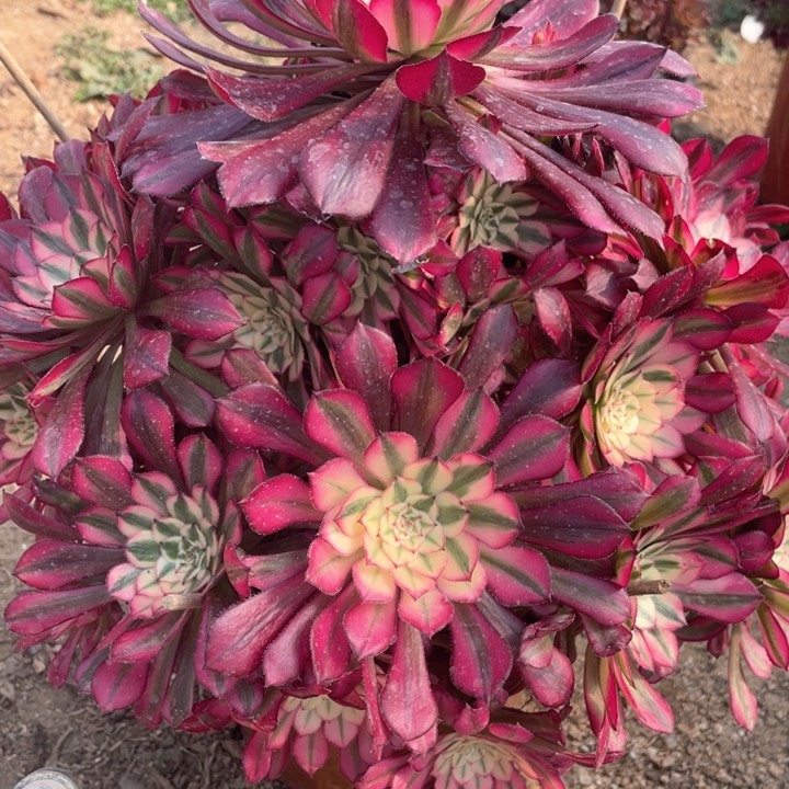 704多肉植物红铜白