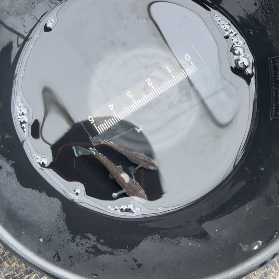 青鳉鱼观背青鳉45