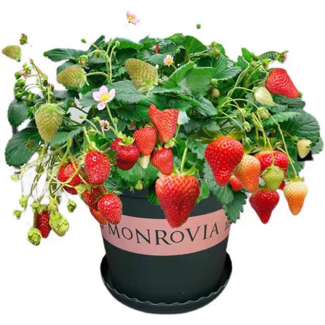 盆苗专拍一物一拍