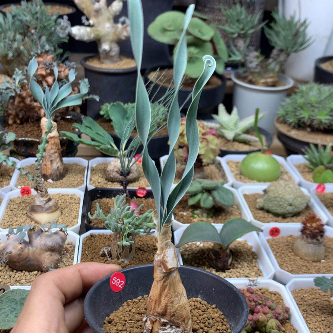 产地巨凤之卵带盆592