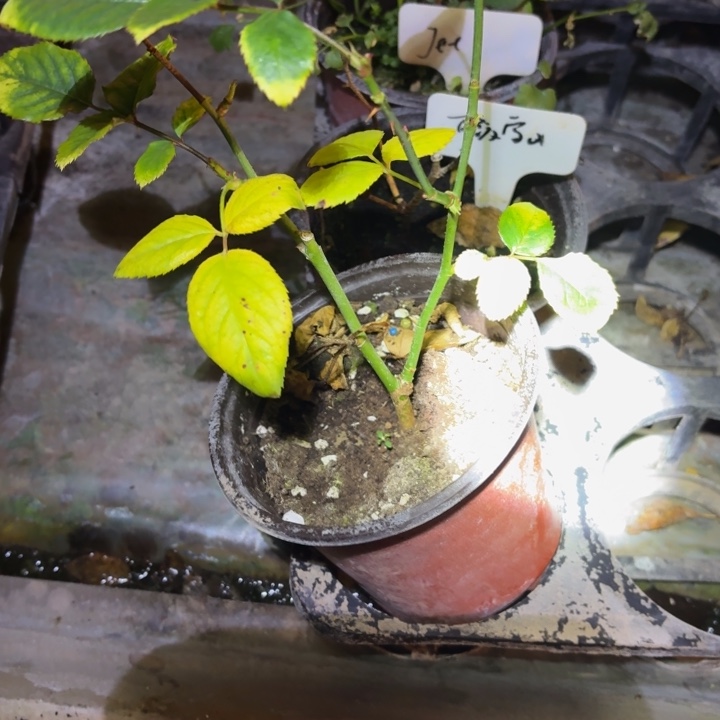 无花朵可爱雪山小苗