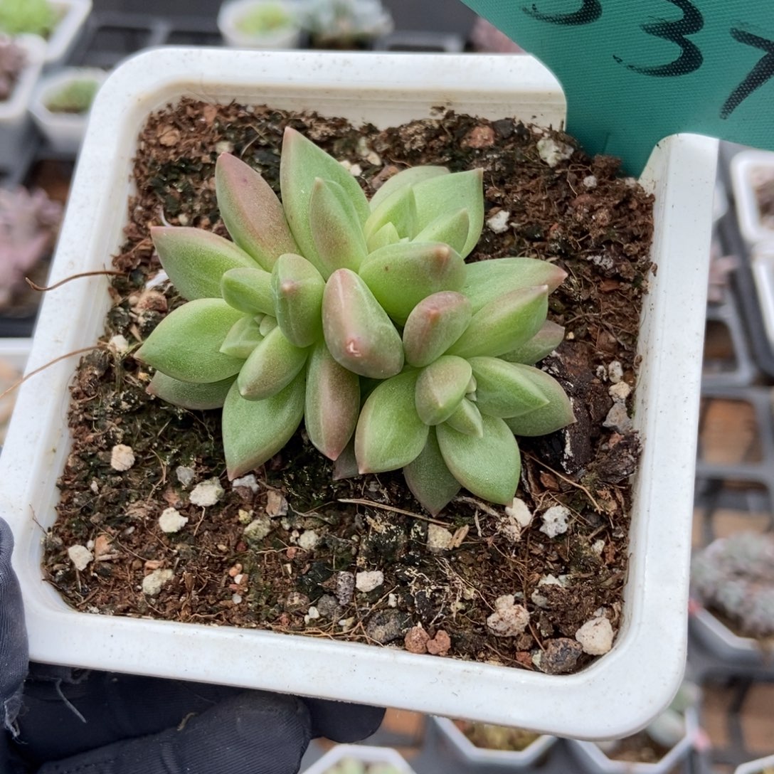 1537迷雾泡泡多肉植物