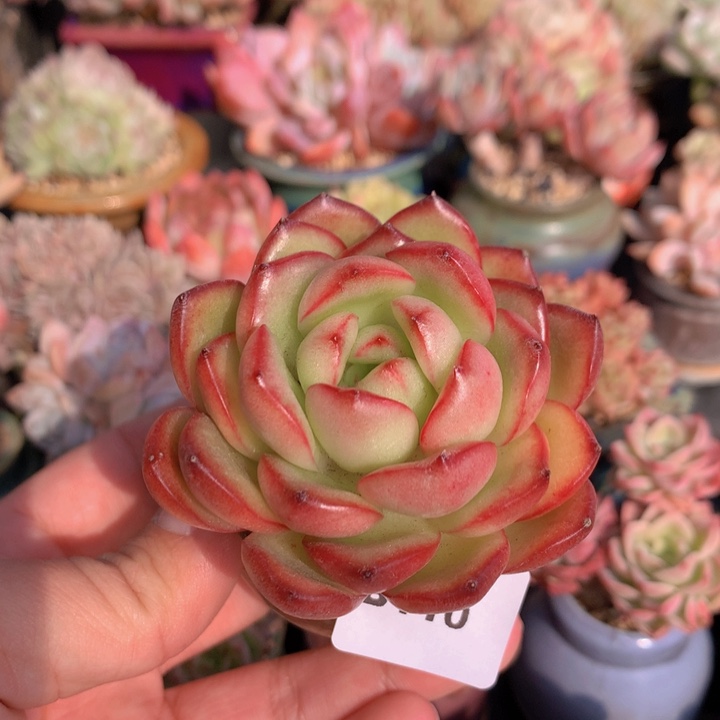 一物一拍含盆土满38包邮B110