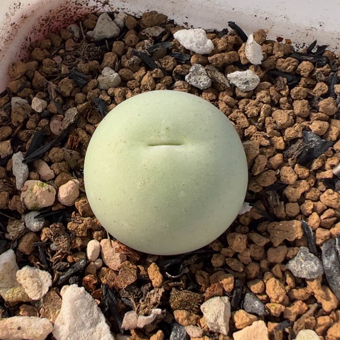 863多肉植物百科