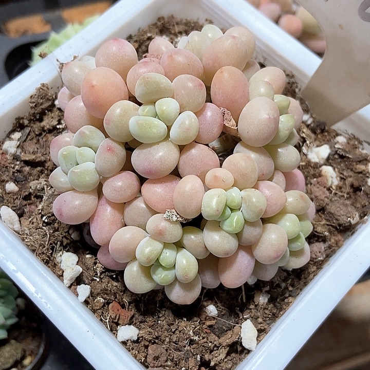 多肉植物鱼子酱1072
