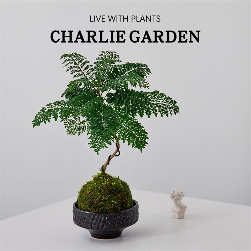 蓝花楹苔藓球办公室水培植物客厅绿植盆栽桌面ins风飘支小盆景