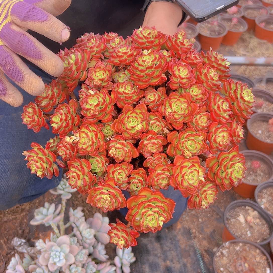 鸡血玫瑰蒂亚1棵