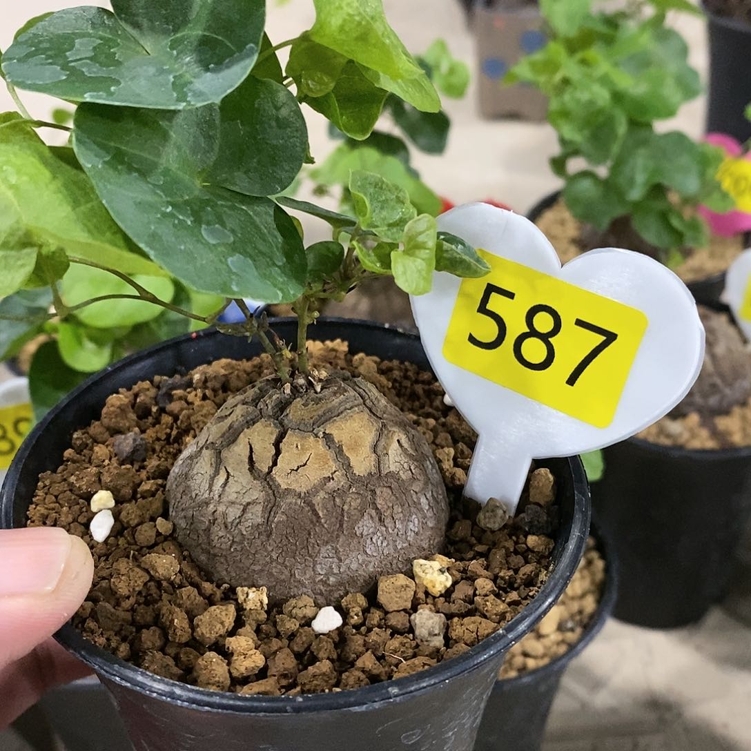 南非龟甲龙龟甲龙