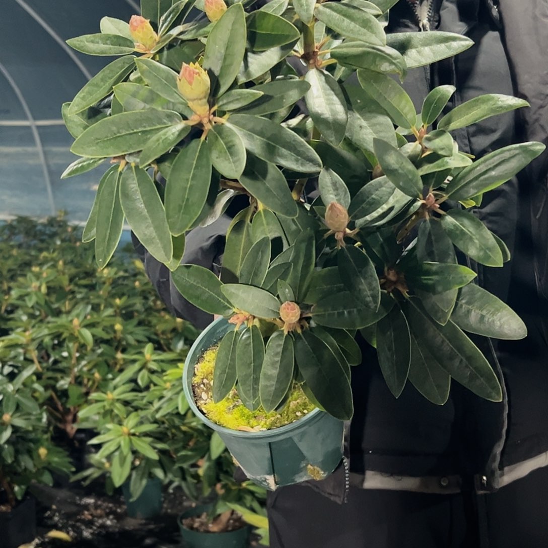 无花朵玛丽亚一加仑