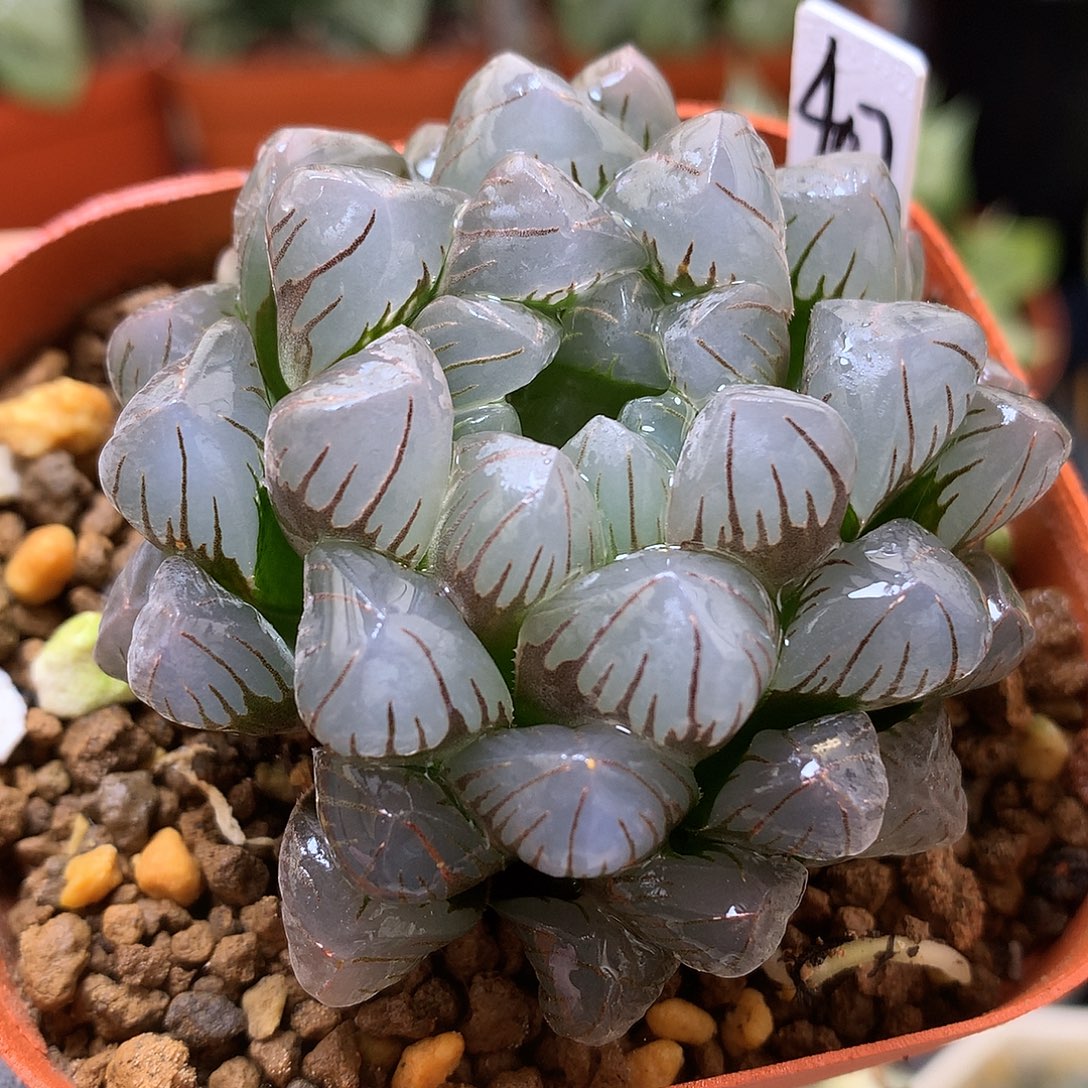 冰灯玉露带盆土tlo