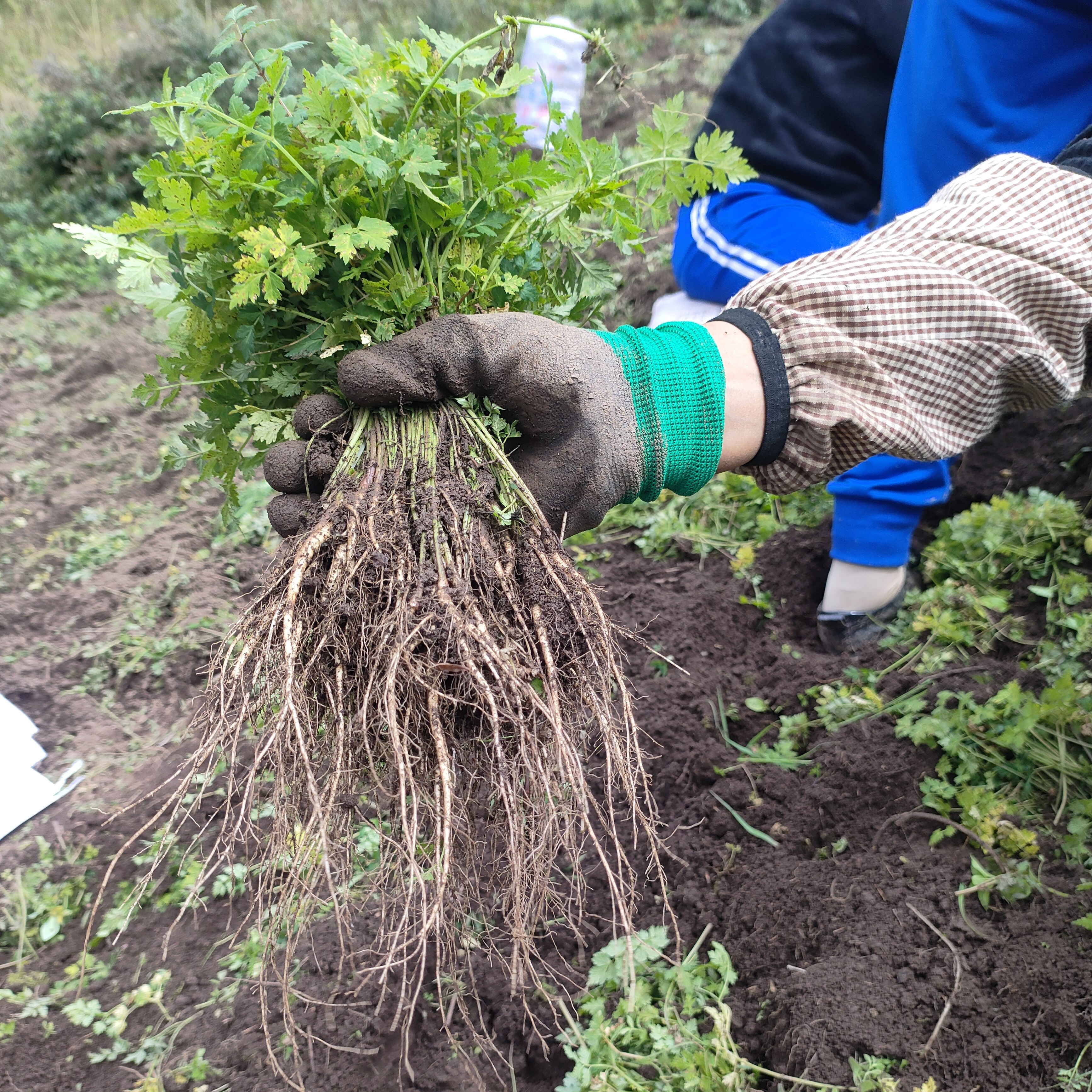 甘肃原产地当归苗可盆栽
