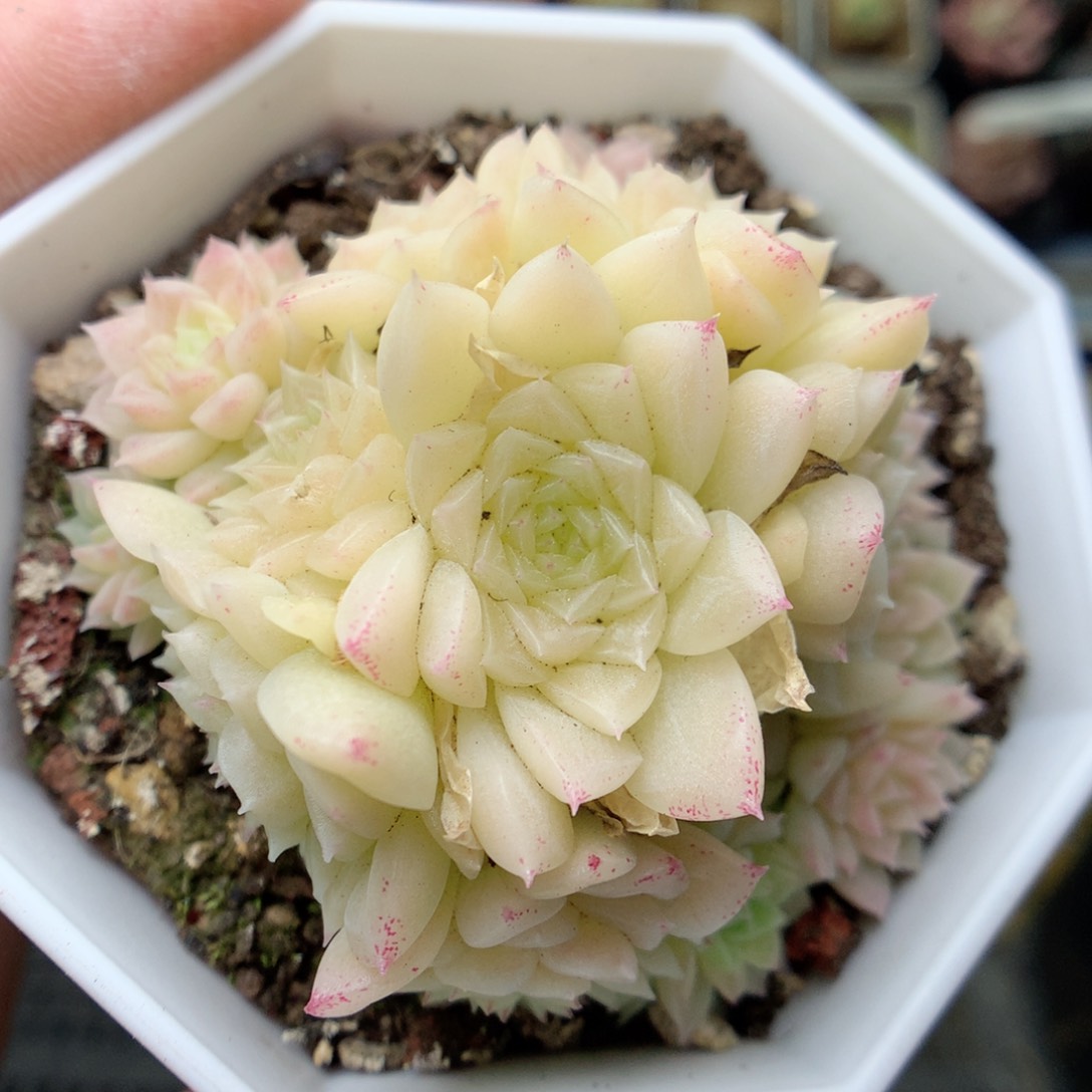 X60 ，20包邮两天凑单