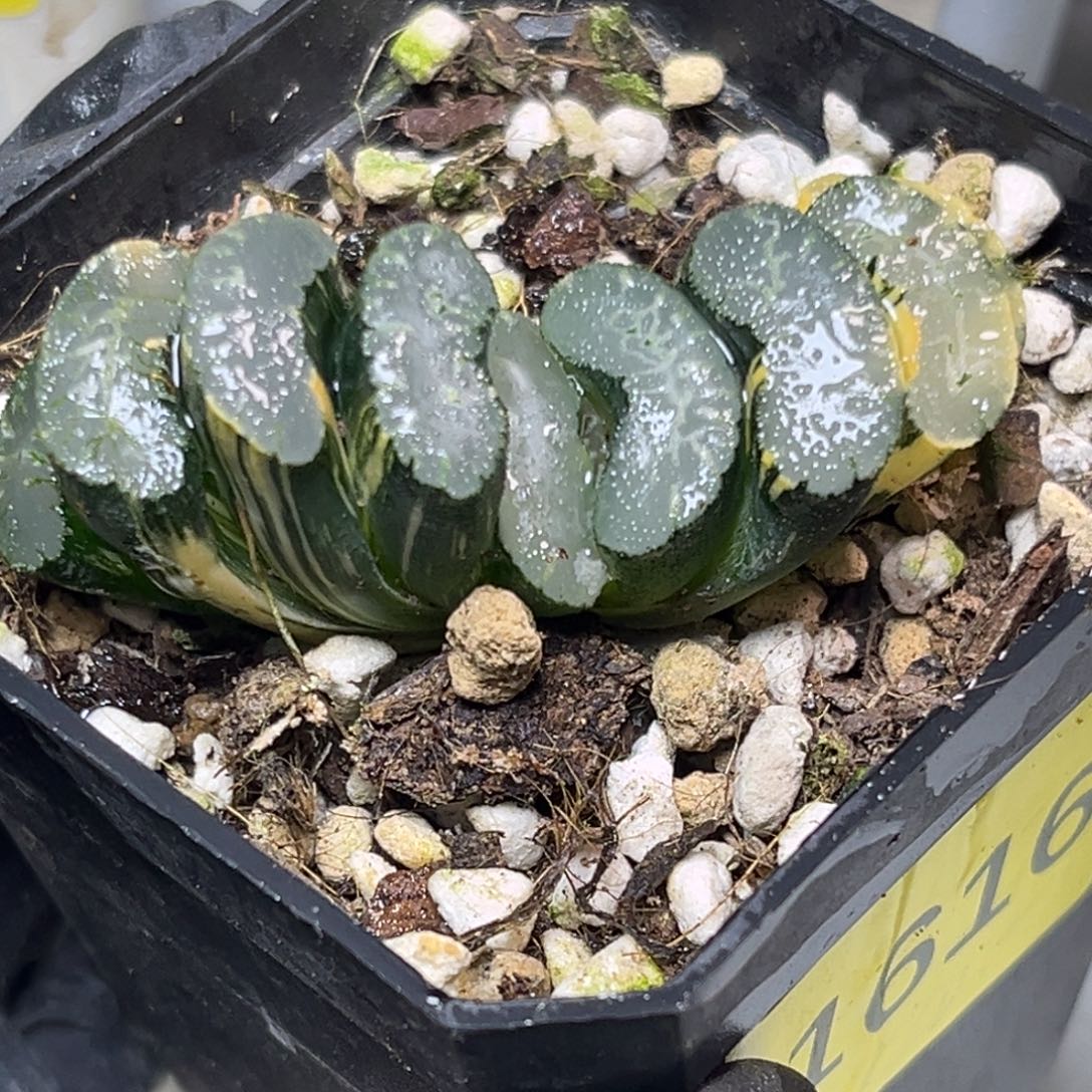 十二卷多肉植物1616晚霞