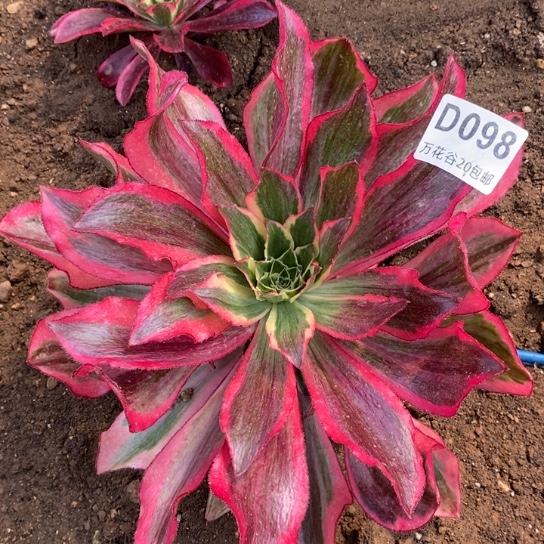 098魅影多肉植物