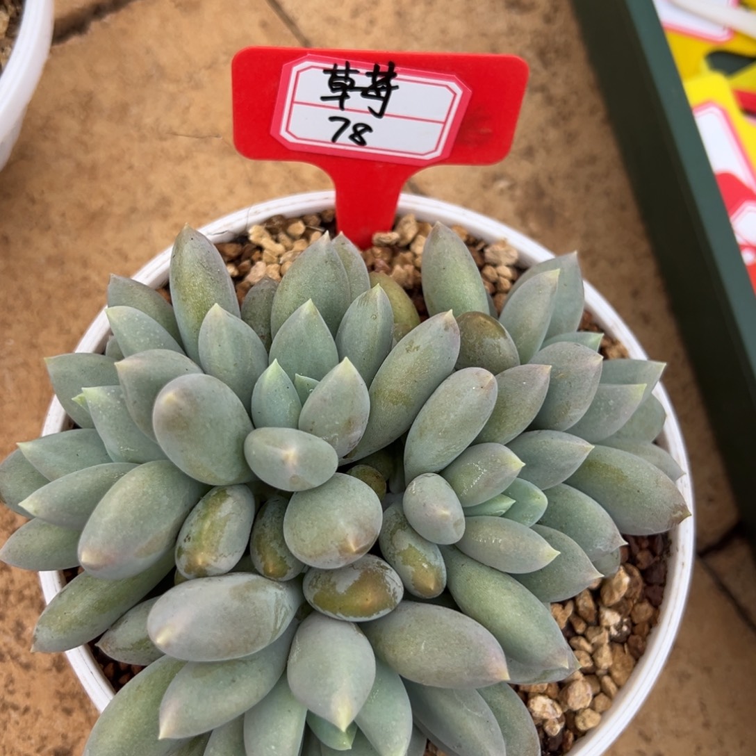 草****我是花卉专用车司机，草美78