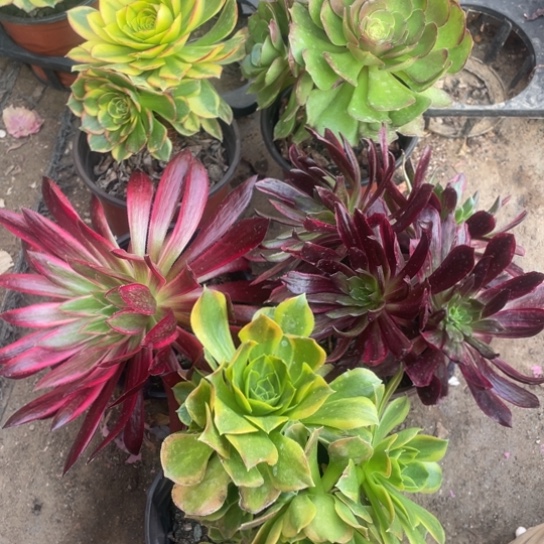 多肉植物5颗法师