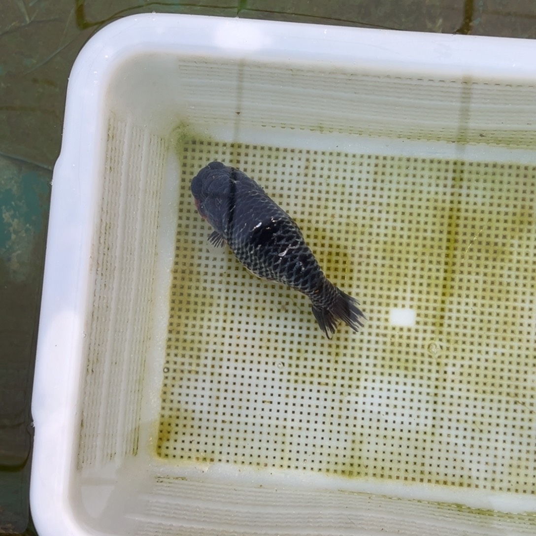 M***垚金鱼1111111111111111111111111