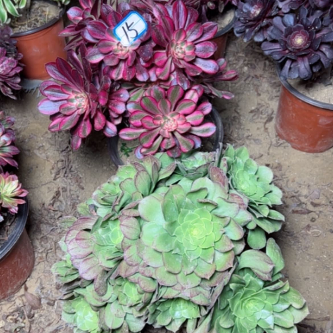 【闪购商品】多肉植物不售后15