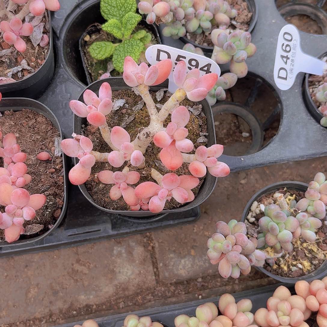 D594樱花奶一物一拍