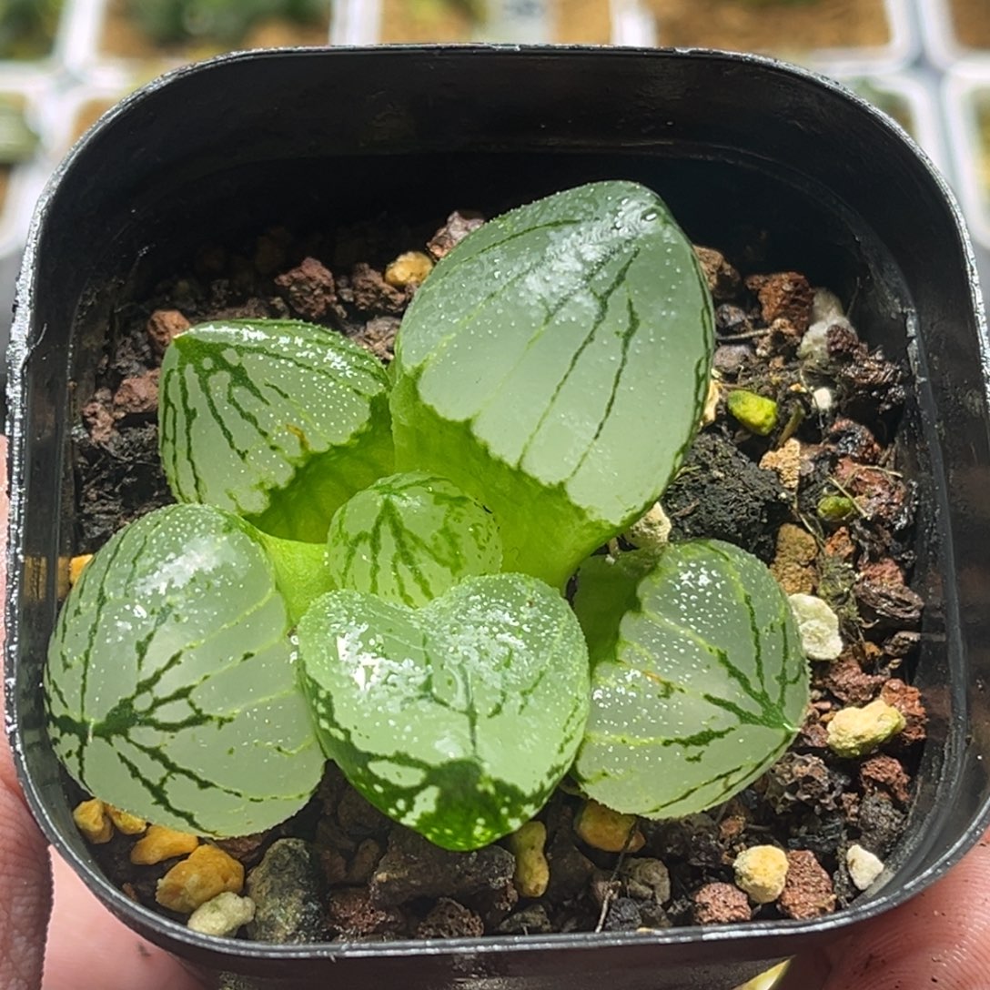 318巨大虞美人头家多肉十二卷