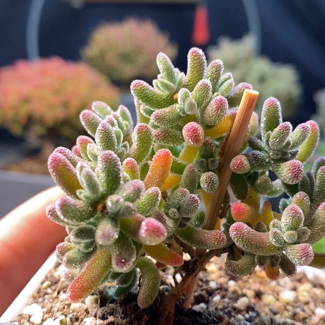 602冰晶，年后发货