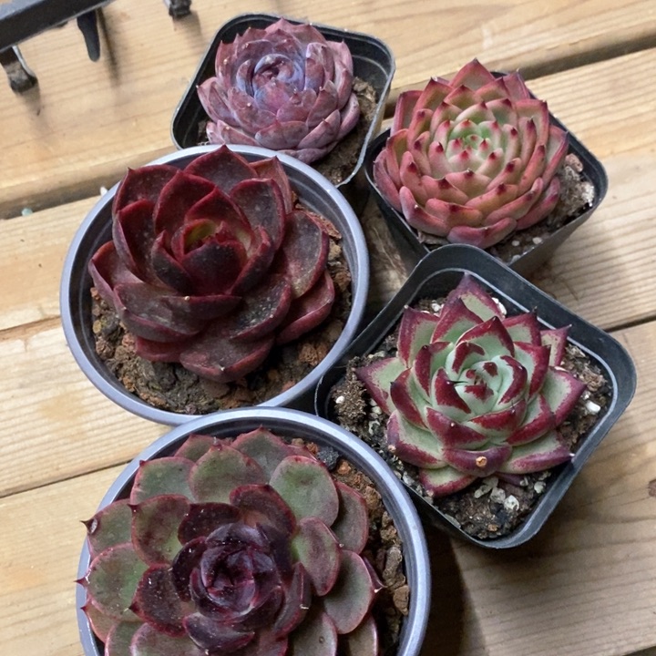 绿茵。蓝莓。血红灯。黑檀，紫蔷薇组合