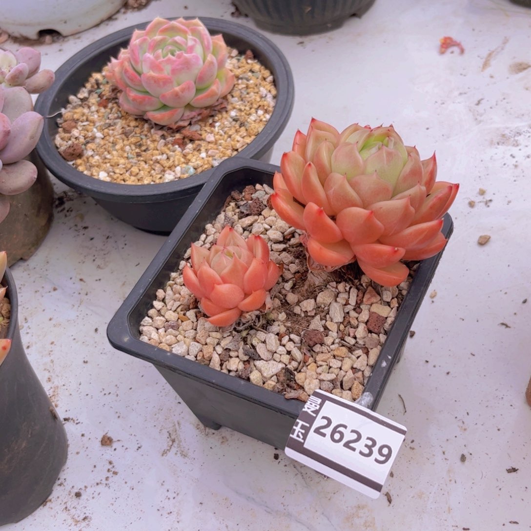 白玫瑰多肉植物26239