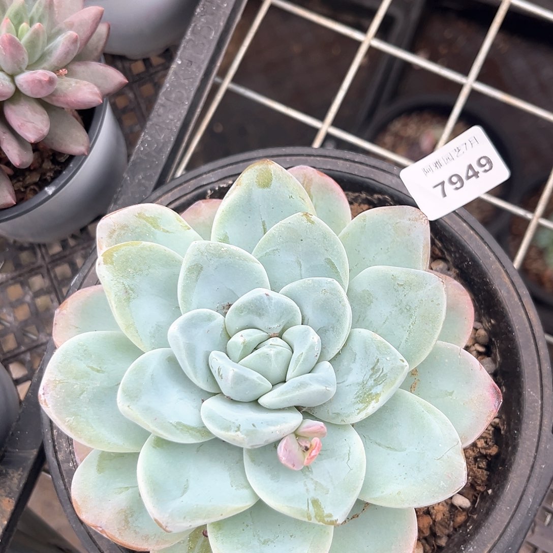 阿雅园艺。     7949冰玉大单