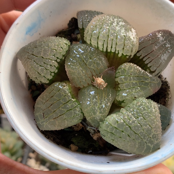 天空之镜带盆土发货