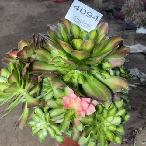 韶华多肉多肉4094