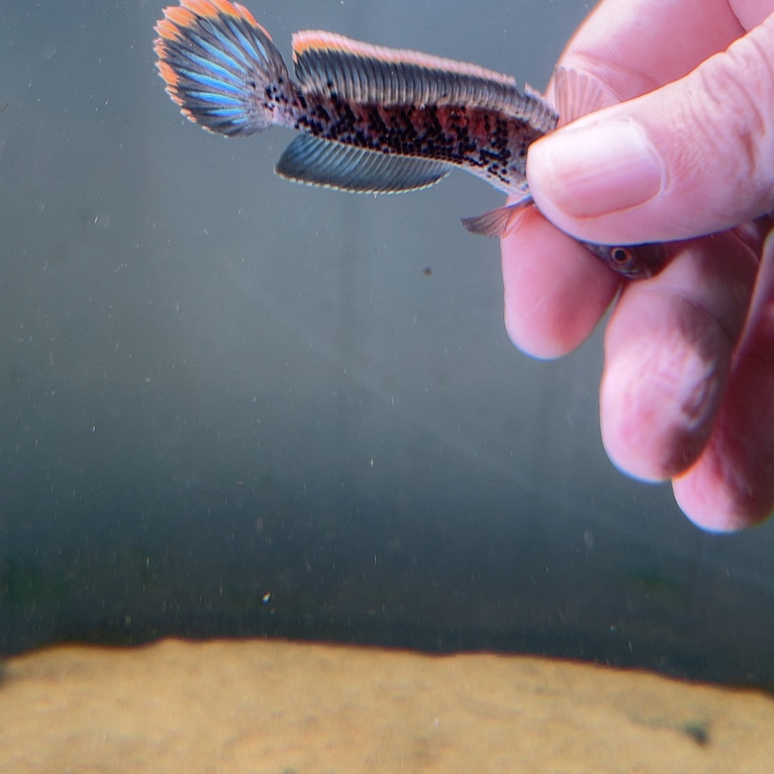 H***-雷龙鱼11111111漏个你