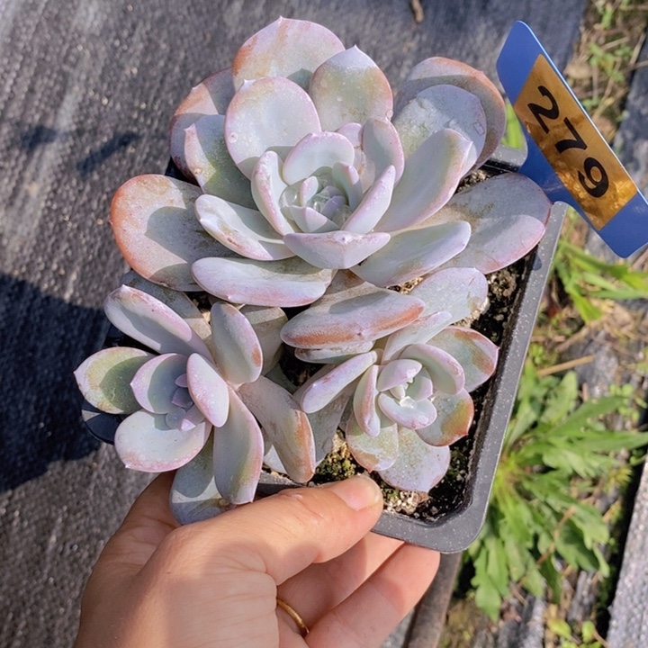 279号韩版奶茶一颗111