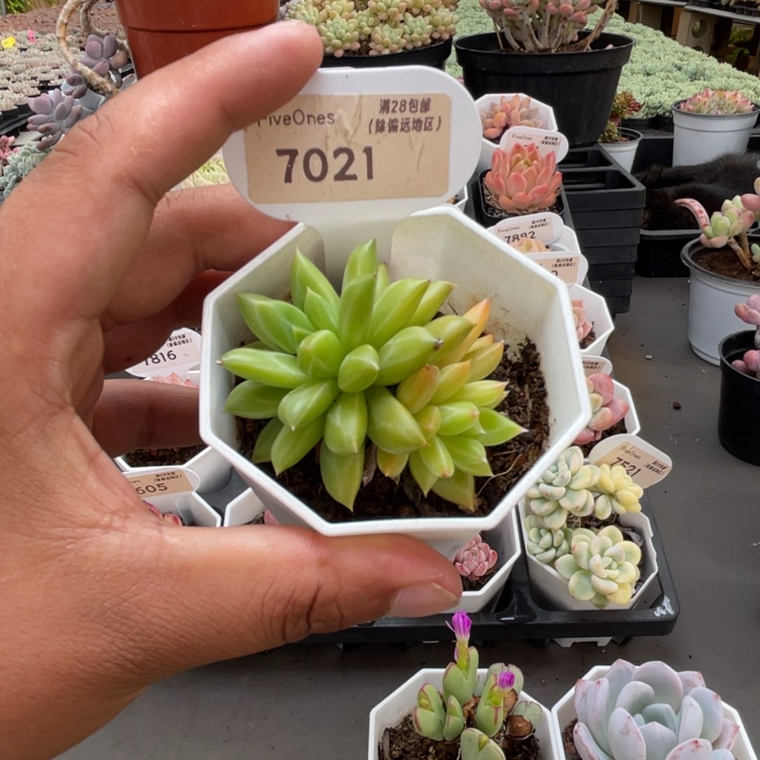 7021甲骨文4.0厘米