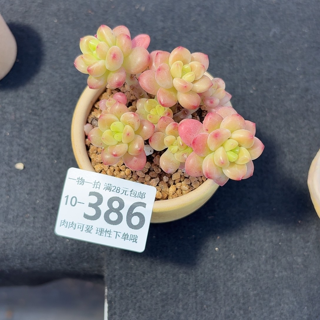 香格里拉无盆土发的