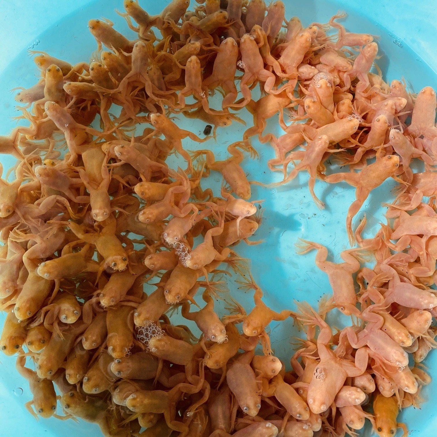 好养淡水金蟾活体宠物蛙招财蛙小金蛙可作龙鱼饲料蛙