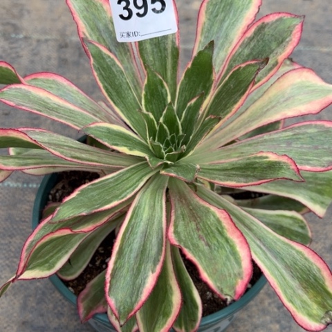 395魅影25厘米左右