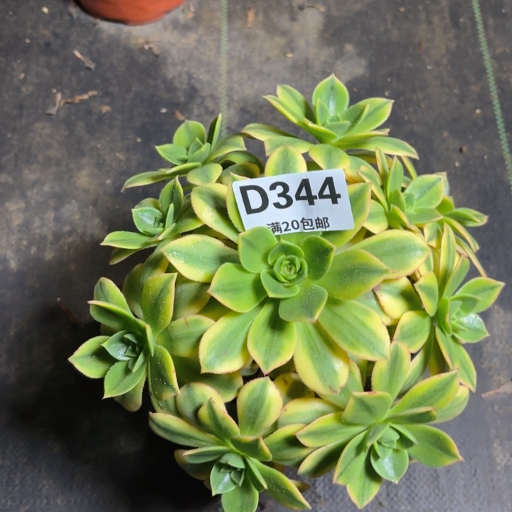 瑞妈一物一拍344